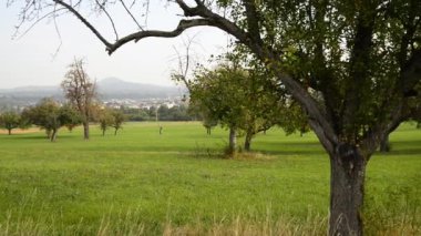 Almanya 'da ağaçtaki olgun elmalarla panoramik manzara 