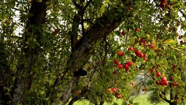Manzanas Maduras Árbol Alemania — Vídeo de stock