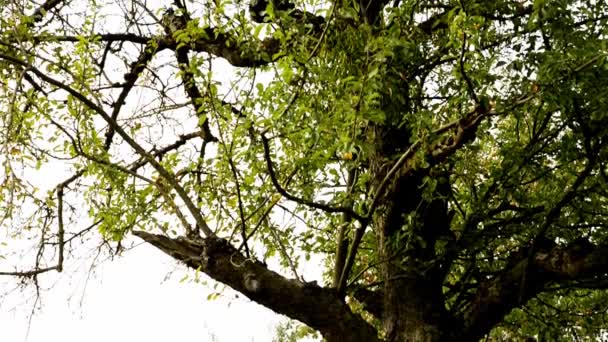 德国秋天在果树上的一种药用植物 没药寄生 — 图库视频影像