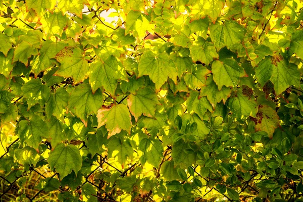 秋色の庭の柵の上に輝く野生のワインの葉 — ストック写真
