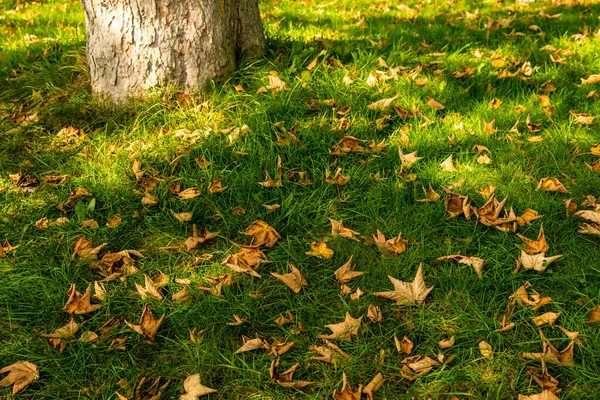 Folhas Coloridas Outonais Prado Verde Com Árvore — Fotografia de Stock