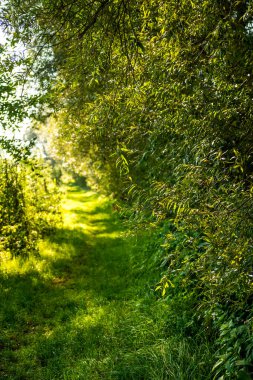 Ormanın yanındaki yeşil yolda küçük bir patika
