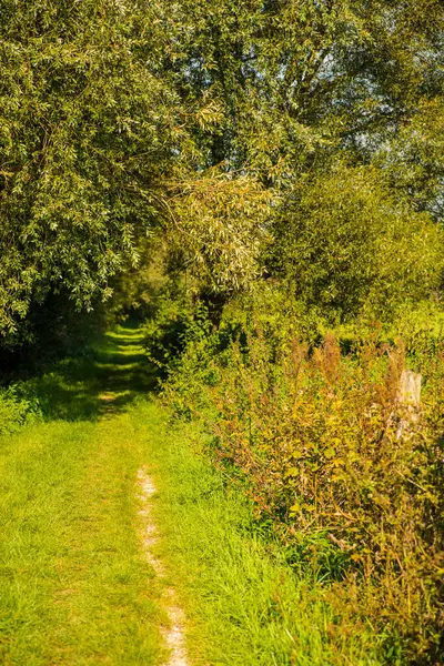 Small Track Green Forest — Stock Photo, Image