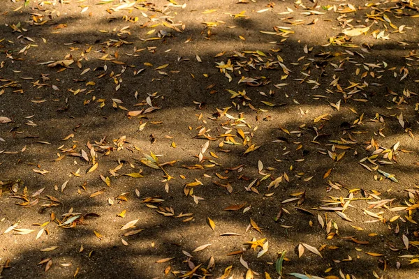 Осенние Окрашенные Листья Теплом Солнечном Свете Улице — стоковое фото