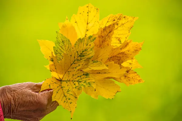 Куча Цветных Осенних Листьев Руке — стоковое фото