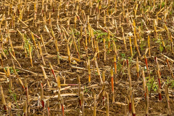 Corn Harvested Field Autumn — Stock Photo, Image