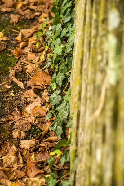 Feuilles Colorées Automnales Une Clôture Bois Avec Lierre Vert — Photo