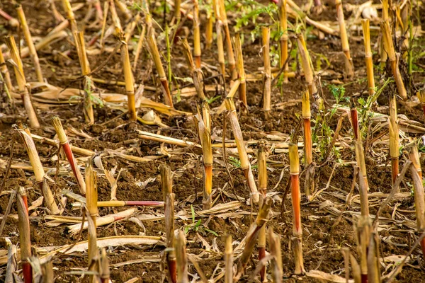 Corn Harvested Field Autumn — Stock Photo, Image