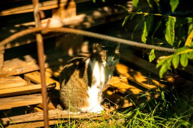 Kedi, güneş ve gölgede bir palette oturur.