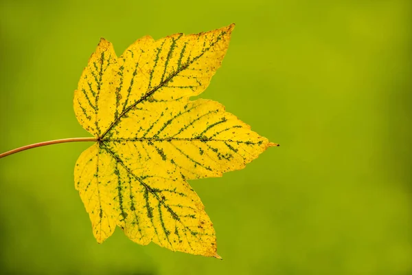 Autumnal Painted Maple Leaf Green Background — Stock Photo, Image