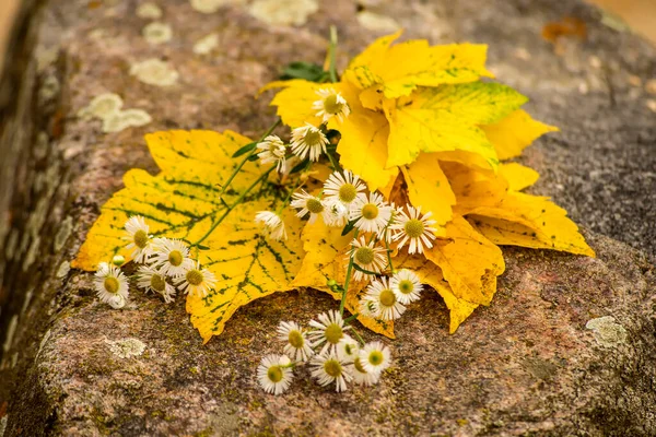 Monte Folhas Coloridas Outonais Com Flores — Fotografia de Stock