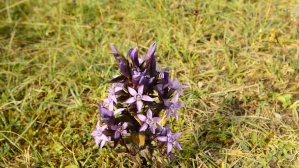 Genciana Chiltern Con Flor Otoño Sierra Alemana Schwaebische Alb — Vídeos de Stock