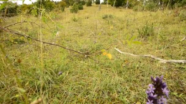 Genciana Chiltern Con Flor Otoño Sierra Alemana Schwaebische Alb — Vídeos de Stock