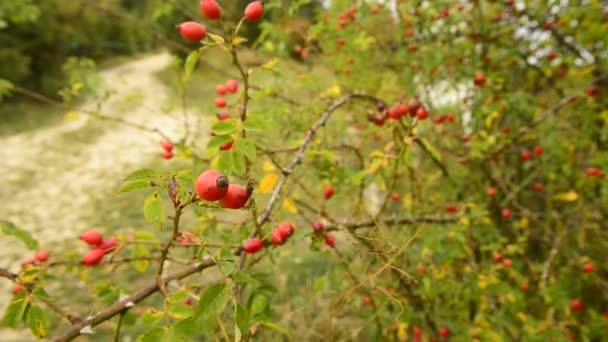 Ώριμο Τριαντάφυλλο Γοφούς Ένα Θάμνο Φθινόπωρο Στη Γερμανία — Αρχείο Βίντεο