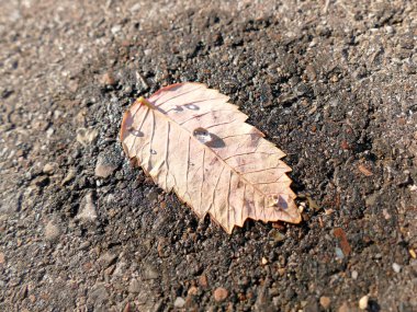 Yağmur damlası olan bir sokakta sonbahar renkli kayın yaprağı