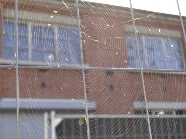 İnşaat çitinde örümcek ağı
