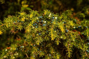 Ardıç meyveleri çalılarının üzerinde