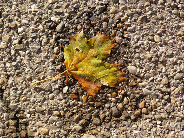 Herbstfarbenes Ahornblatt Auf Einer Straße Einem Kleinen Wasserbecken — Stockfoto