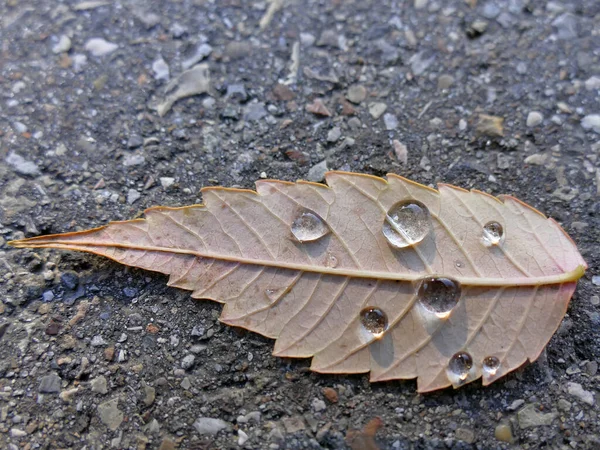 Herbstliches Buchenblatt Auf Einer Straße Mit Regentropfen — Stockfoto