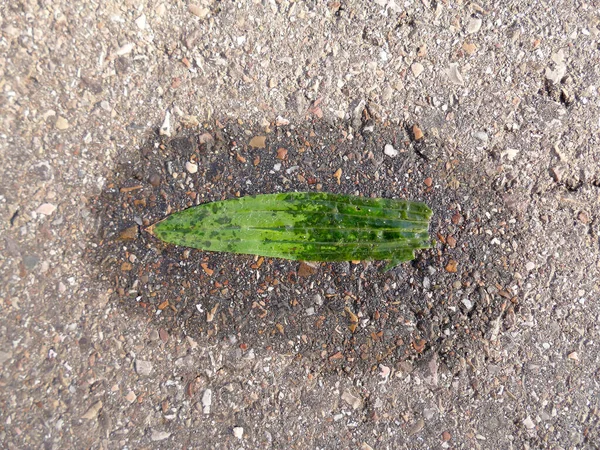 Herbstfarbenes Blatt Auf Einer Straße Einem Kleinen Wasserbecken — Stockfoto