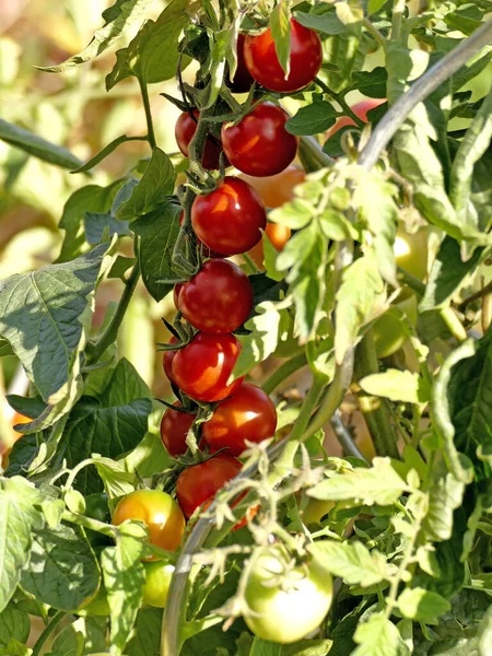 Tomato Plant Ripe Unripe Fruits — Stock Photo, Image