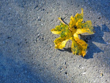 Sonbahar renkli akçaağaç yaprağı Güneşte bir sokakta