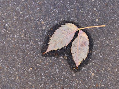 Küçük bir su havuzunda, sokağın birinde sonbahar yaprağı