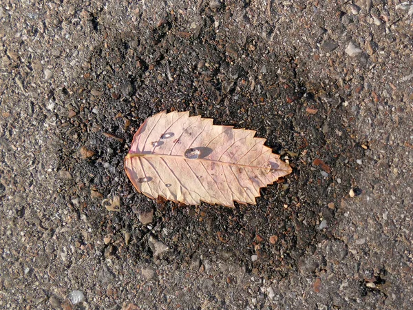 Feuille Hêtre Couleur Automnale Sur Une Rue Avec Des Gouttes — Photo