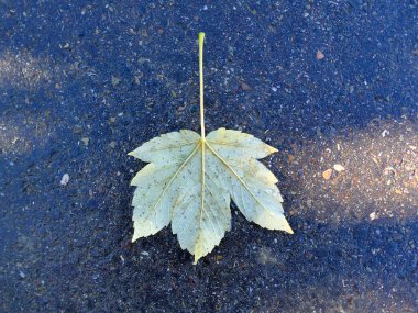 Bir caddede sonbahar akçaağaç yaprağı