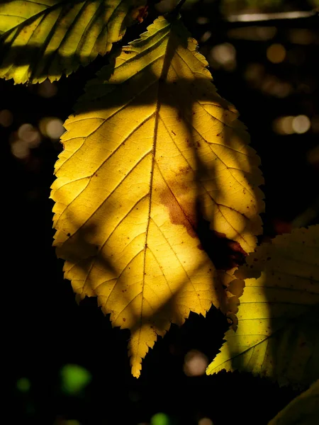 秋の紅葉のブナの葉をバックライトで — ストック写真