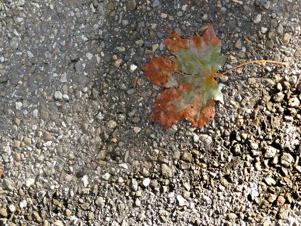 Φθινοπωρινό Χρωματιστό Φύλλο Σφενδάμου Ένα Δρόμο Μια Μικρή Πισίνα Νερού — Φωτογραφία Αρχείου