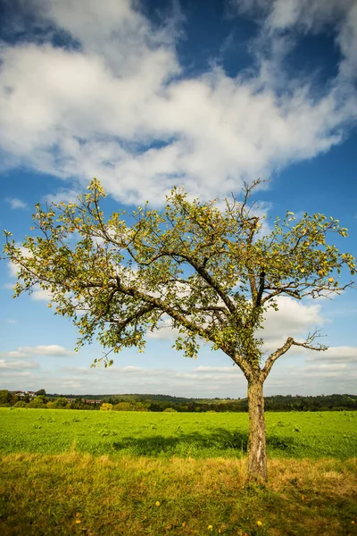 熟した梨とサイダーの木 — ストック写真