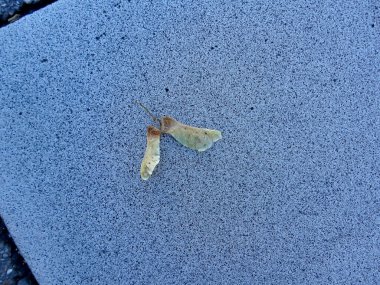 Sonbaharda mavi bir sokakta akçaağaç tohumu.