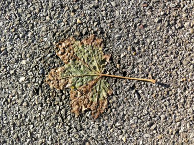 Bir caddede sonbahar akçaağaç yaprağı 