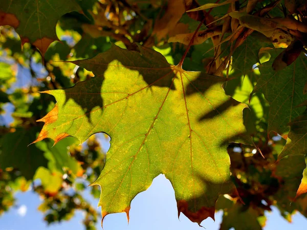 Осенний Кленовый Лист Дереве Подсветкой — стоковое фото