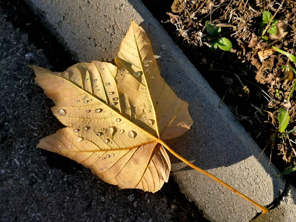 Herbstfarbenes Ahornblatt Auf Einer Straße Mit Regentropfen — Stockfoto