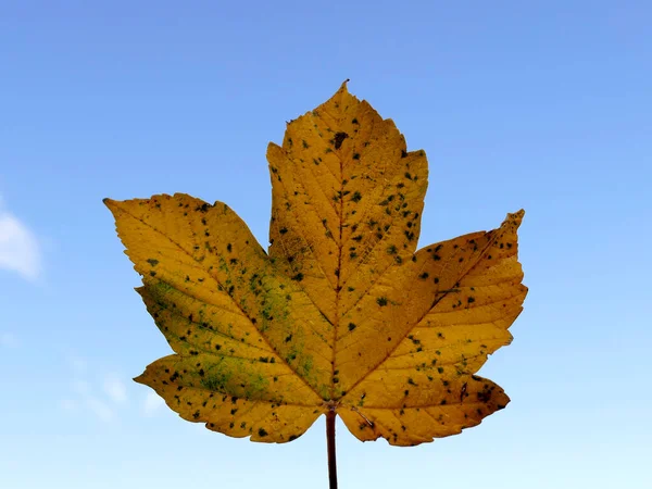Jesienny Kolorowy Liść Klonu Backlite Błękitnym Niebie — Zdjęcie stockowe