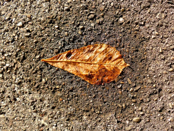 Herbstfarbenes Blatt Auf Einer Straße Einem Kleinen Wasserbecken — Stockfoto