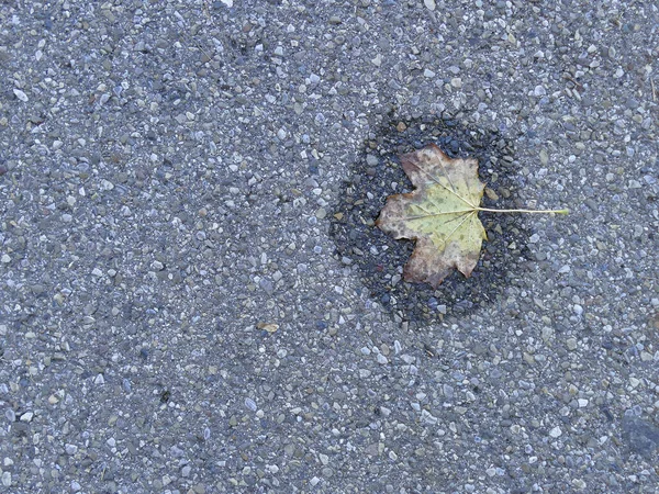 Herbstfarbenes Blatt Auf Einer Straße Einem Kleinen Wasserbecken — Stockfoto