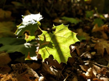 Arka planda sonbahar renkli akçaağaç yaprağı