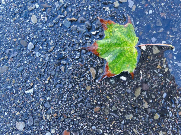 小さな水溜りの中の通りに紅葉した葉 — ストック写真