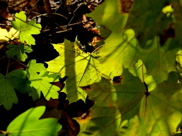 Herbstlich Gefärbtes Ahornblatt Gegenlicht — Stockfoto