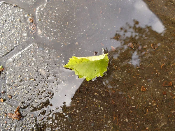 ぬれた通りの紅葉 — ストック写真