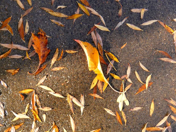 Опавшие Раскрашенные Осенью Листья Улице Солнцем Тенью — стоковое фото