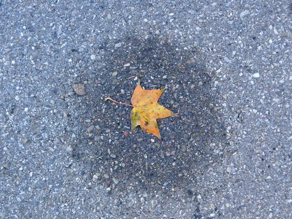 Herbstfarbenes Blatt Auf Einer Straße Einem Kleinen Wasserbecken — Stockfoto
