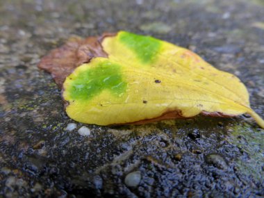 Islak bahçe duvarında sonbahar renklerinde bir yaprak