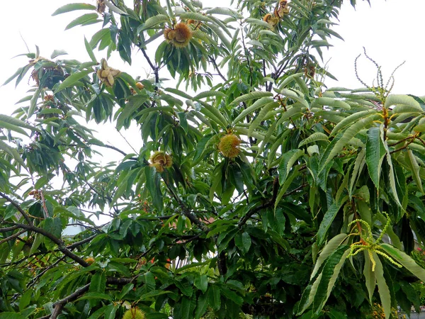 Sweet Chestnut Tree Fruits — Stock Photo, Image