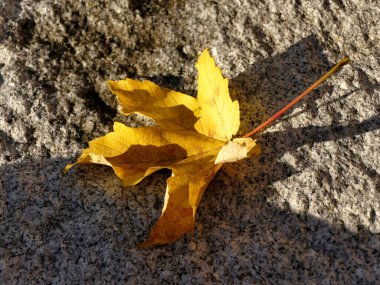 Bir sokak zemininde sonbahar renkli akçaağaç yaprağı