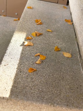 Sonbahar yaprakları güneş ışınlı basamaklarda