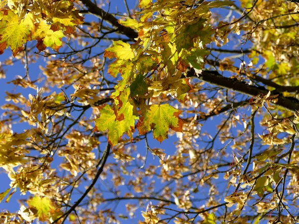 Klon Drzewo Jesiennych Kolorach Podświetleniu Niebieskim Niebie — Zdjęcie stockowe